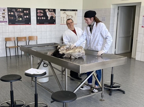 zajecia z anatomii topograficznej